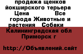 продажа щенков йокширского терьера › Цена ­ 25 000 - Все города Животные и растения » Собаки   . Калининградская обл.,Приморск г.